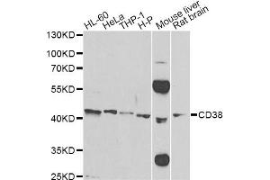 Western blot analysis of extracts of various cell lines, using CD38 Antibody (ABIN1871623) at 1:500 dilution. (CD38 anticorps)