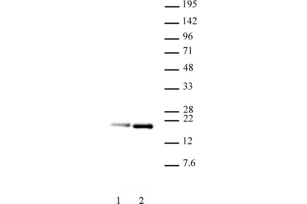 Histone H3.1 anticorps  (pSer28)