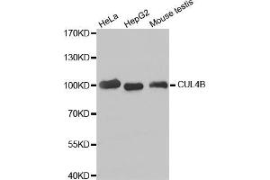 Western blot analysis of extracts of various cell lines, using CUL4B antibody (ABIN5973645). (Cullin 4B anticorps)