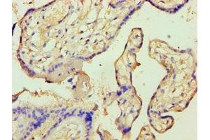 Immunohistochemistry of paraffin-embedded human placenta tissue using ABIN7144296 at dilution of 1:100 (Annexin A9 anticorps  (AA 8-345))