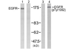 Western blot analysis of extracts from H (EGFR anticorps  (pTyr1092))