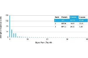 Protein Array (PAr) image for anti-Ionized Calcium-binding Adapter Molecule 1 (IBA1) antibody (ABIN7456194)