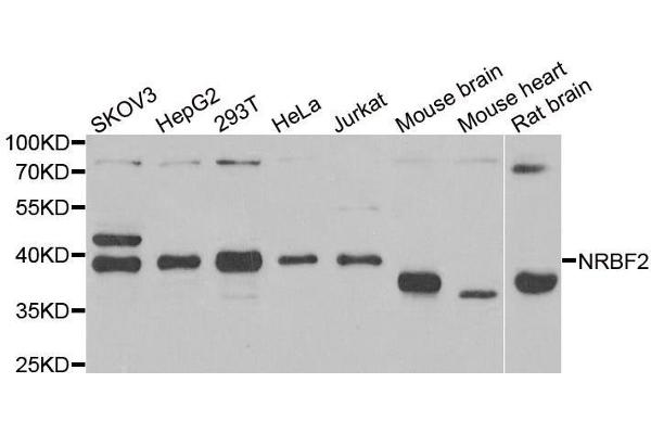 NRBF2 anticorps  (AA 10-220)