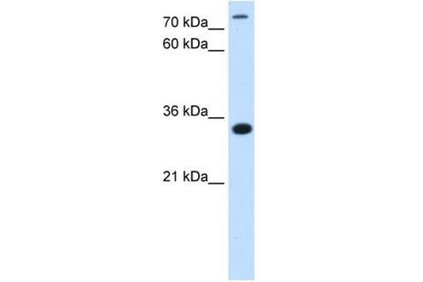 TAM41 anticorps  (N-Term)