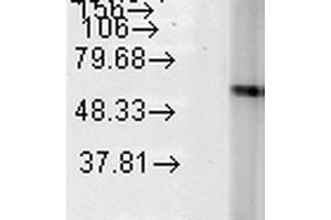 Western Blot analysis of Human Heat Shocked HeLa cell lysates showing detection of Hsp60 protein using Mouse Anti-Hsp60 Monoclonal Antibody, Clone LK-2 . (HSPD1 anticorps  (PE))