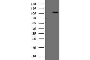 Image no. 1 for anti-Excision Repair Cross-Complementing Rodent Repair Deficiency, Complementation Group 4 (ERCC4) antibody (ABIN1498074) (ERCC4 anticorps)