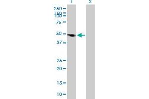 Western Blot analysis of MGAT1 expression in transfected 293T cell line by MGAT1 MaxPab polyclonal antibody. (MGAT1 anticorps  (AA 1-445))