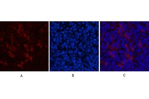 Immunofluorescence analysis of mouse spleen tissue. (beta Catenin anticorps)