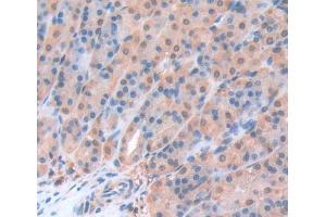 Used in DAB staining on fromalin fixed paraffin- embedded Kidney tissue (Geminin anticorps  (AA 8-206))