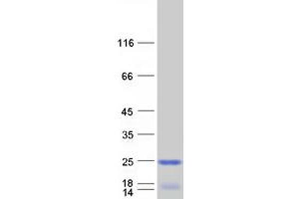 ICT1 Protein (Myc-DYKDDDDK Tag)