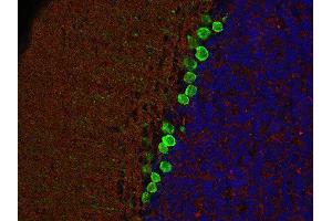 Indirect immunostaining of PFA fixed, paraffin-embedded mouse cerebellum section with anti-SV2C (dilution 1 : 200; red) and mouse anti-calbindin (cat. (SV2C anticorps  (AA 2-16))