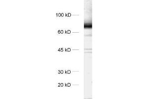 dilution: 1 : 1000, sample: rat brain homogenate (STXBP1 anticorps)