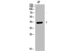 Western Blot analysis of KB cells using CD155 Polyclonal Antibody (Poliovirus Receptor anticorps  (Internal Region))