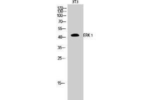 Western Blotting (WB) image for anti-Mitogen-Activated Protein Kinase 3 (MAPK3) antibody (ABIN5959035) (ERK1 anticorps)