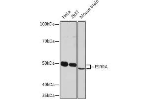 Western blot analysis of extracts of various cell lines, using ESRRA Rabbit mAb (ABIN1683199, ABIN7101640, ABIN7101641 and ABIN7101642) at 1:1000 dilution. (ESRRA anticorps)