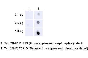 Dot Blot analysis using Rabbit Anti-Tau Monoclonal Antibody, Clone AH36 (ABIN6932886). (tau anticorps  (pSer202, pThr205) (Atto 488))
