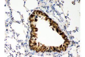 Anti- COMT Picoband antibody, IHC(P) IHC(P): Mouse Lung Tissue (COMT anticorps  (AA 52-271))