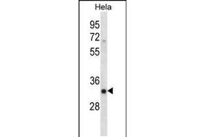 Western blot analysis in Hela cell line lysates (35ug/lane). (SFRS7 anticorps  (N-Term))
