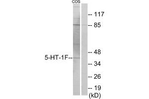 Western blot analysis of extracts from COS-7 cells, using 5-HT-1F antibody. (HTR1F anticorps  (Internal Region))