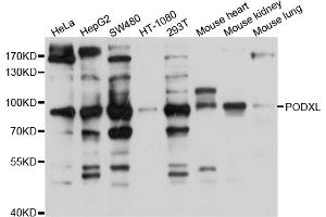 Western blot analysis of extracts of various cell lines, using PODXL antibody (ABIN5998550) at 1/1000 dilution. (PODXL anticorps)