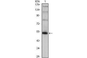 Western Blot showing FOXP3 antibody used against FOXP3 (AA: 2-193)-hIgGFc transfected HEK293 cell. (FOXP3 anticorps)