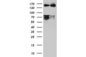 Image no. 1 for anti-CCR4-NOT Transcription Complex Subunit 4 (CNOT4) (AA 190-455) antibody (ABIN1491101) (CNOT4 anticorps  (AA 190-455))