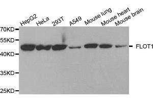 Western blot analysis of extracts of various cell lines, using FLOT1 antibody (ABIN5973661) at 1/1000 dilution. (Flotillin 1 anticorps)