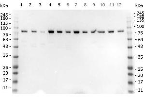 Western Blot of Rabbit anti-STIM1 antibody. (STIM1 anticorps  (C-Term))