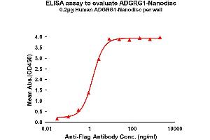 Elisa plates were pre-coated with Flag Tag AD-Nanodisc (0. (ADGRG1 Protéine)