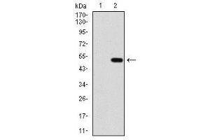 Image no. 1 for anti-Protein Phosphatase, Mg2+/Mn2+ Dependent, 1A (PPM1A) antibody (ABIN1491178) (PPM1A anticorps)