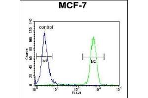 CDC37 Antibody (Center) (ABIN652914 and ABIN2842588) flow cytometric analysis of MCF-7 cells (right histogram) compared to a negative control cell (left histogram). (CDC37 anticorps  (AA 116-144))