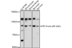 Western blot analysis of extracts of various cell lines, using PI3 Kinase p85 alpha antibody (ABIN6130618, ABIN6145643, ABIN6145646 and ABIN6215249) at 1:1000 dilution. (PIK3R1 anticorps  (AA 240-380))