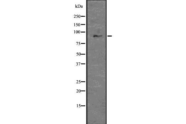 GLIS3 anticorps  (Internal Region)