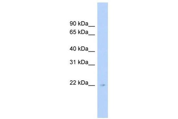 MEIOB anticorps  (Middle Region)