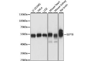 Western blot analysis of extracts of various cell lines, using SEPT8 antibody (ABIN6291210) at 1:1000 dilution. (Septin 8 anticorps)