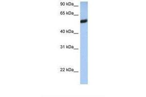 Image no. 1 for anti-HLA Class I alpha F (HLAF) (AA 110-159) antibody (ABIN6738557) (HLA-F anticorps  (AA 110-159))