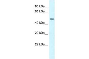 Western Blot showing GC antibody used at a concentration of 1 ug/ml against 721_B Cell Lysate (Gc (N-Term) anticorps)