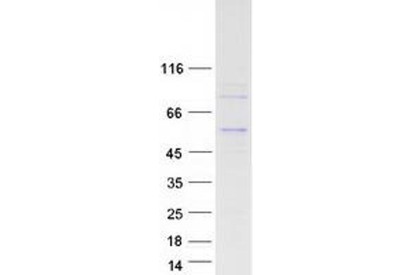 ADPGK Protein (Transcript Variant 1) (Myc-DYKDDDDK Tag)