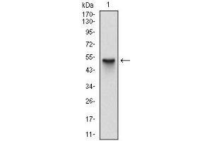 Western Blotting (WB) image for anti-S-Phase Kinase-Associated Protein 1 (SKP1) antibody (ABIN969397)