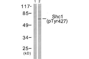 Western Blotting (WB) image for anti-SHC (Src Homology 2 Domain Containing) Transforming Protein 1 (SHC1) (pTyr427) antibody (ABIN1847216) (SHC1 anticorps  (pTyr427))
