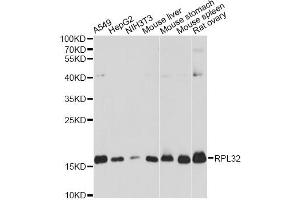 Western blot analysis of extracts of various cell lines, using RPL32 antibody (ABIN6291200) at 1:3000 dilution. (RPL32 anticorps)