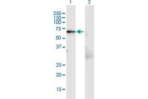 Western Blot analysis of LCP1 expression in transfected 293T cell line by LCP1 MaxPab polyclonal antibody. (LCP1 anticorps  (AA 1-627))