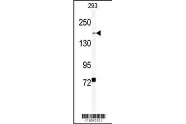 BCMO1 anticorps  (AA 1107-1137)