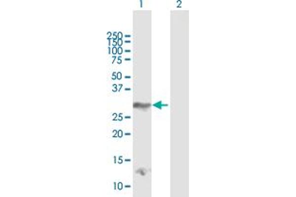 DLX4 anticorps  (AA 1-240)