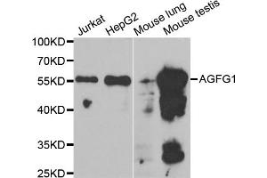 Western blot analysis of extracts of various cell lines, using AGFG1 antibody. (AGFG1 anticorps)