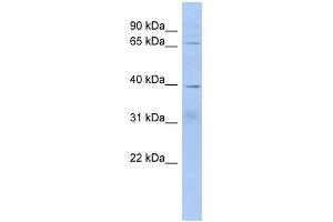 WB Suggested Anti-KHDRBS2 Antibody Titration: 0. (KHDRBS2 anticorps  (Middle Region))