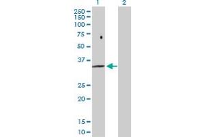 Western Blot analysis of FBP2 expression in transfected 293T cell line by FBP2 MaxPab polyclonal antibody. (FBP2 anticorps  (AA 1-339))