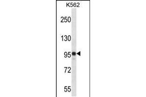 Western blot analysis in K562 cell line lysates (35ug/lane). (SAP130 anticorps  (C-Term))