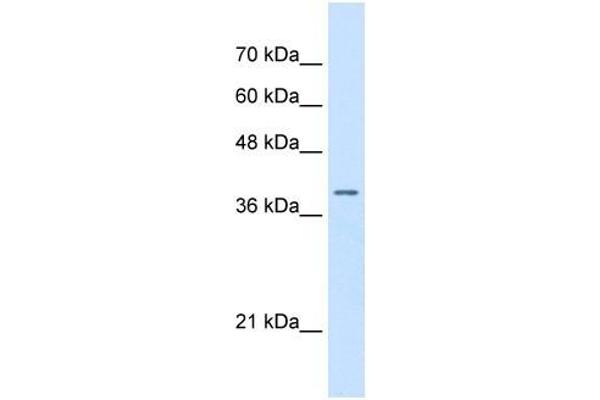 STRAP anticorps  (N-Term)