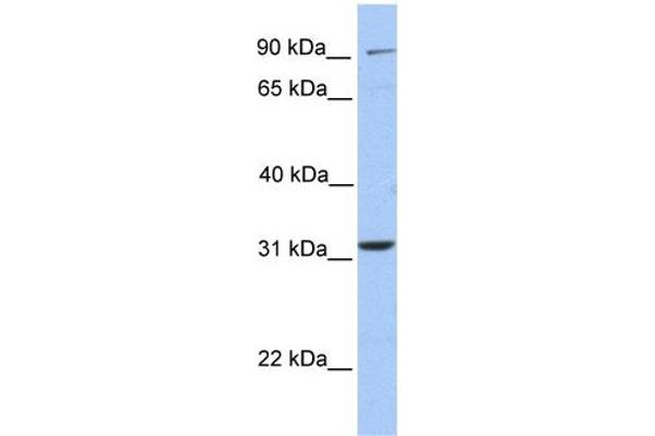 ELFN2 anticorps  (N-Term)